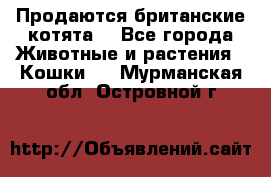 Продаются британские котята  - Все города Животные и растения » Кошки   . Мурманская обл.,Островной г.